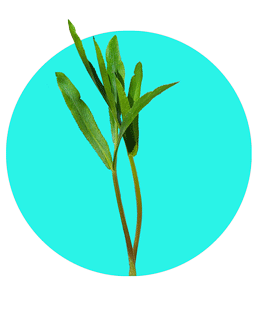 پاغازه در طبیعت ایلام